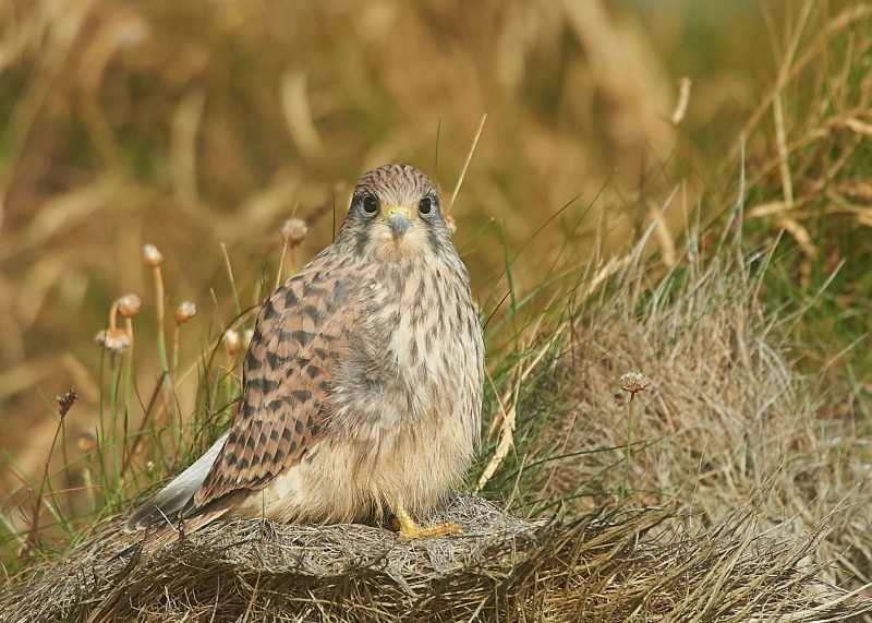 33 - Kestrel
