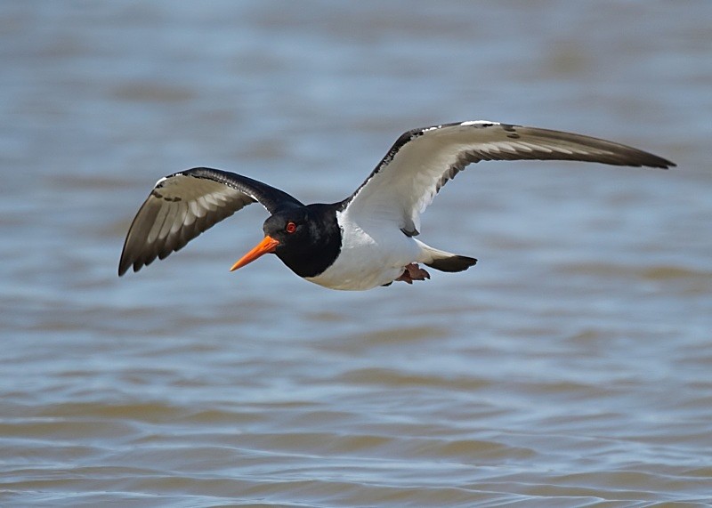 13 - Oystercatcher