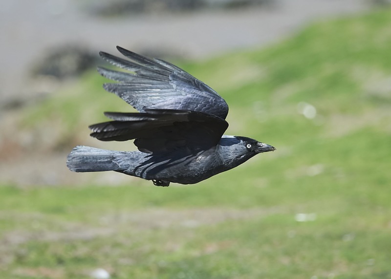 8 - Jackdaw