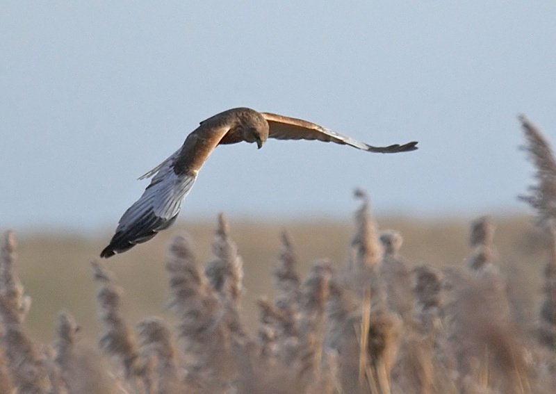 23 - Marsh Harrier