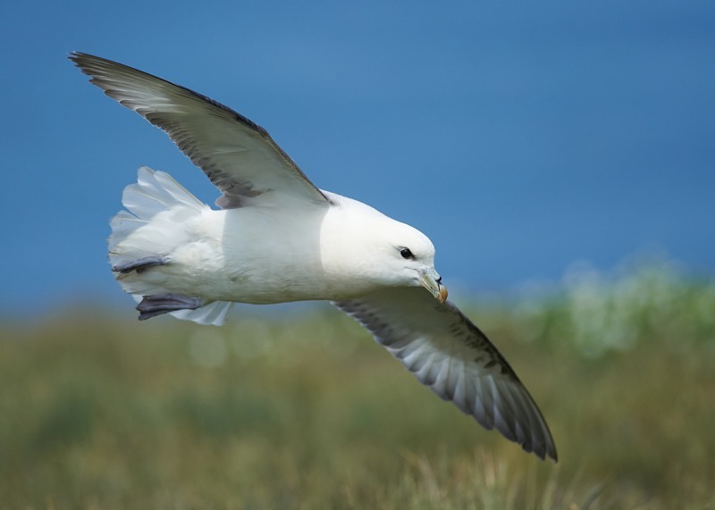 3 - Fulmar