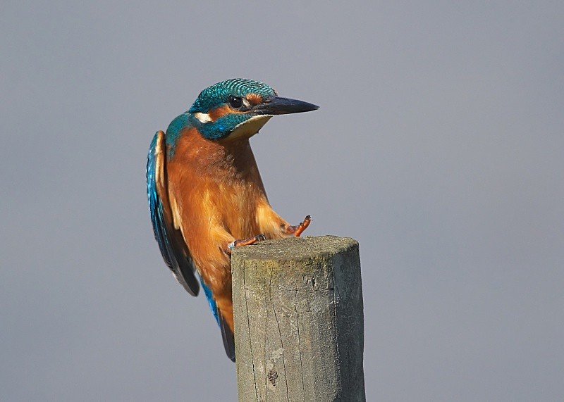 9 - Kingfisher