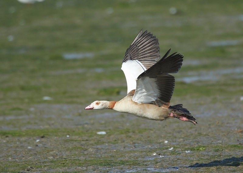 10 - Egyptian Goose