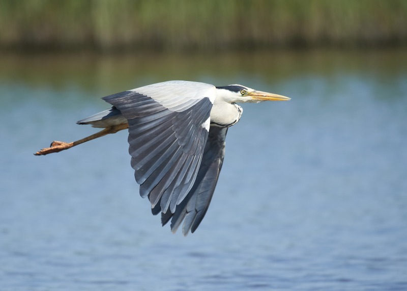 4 - Grey Heron