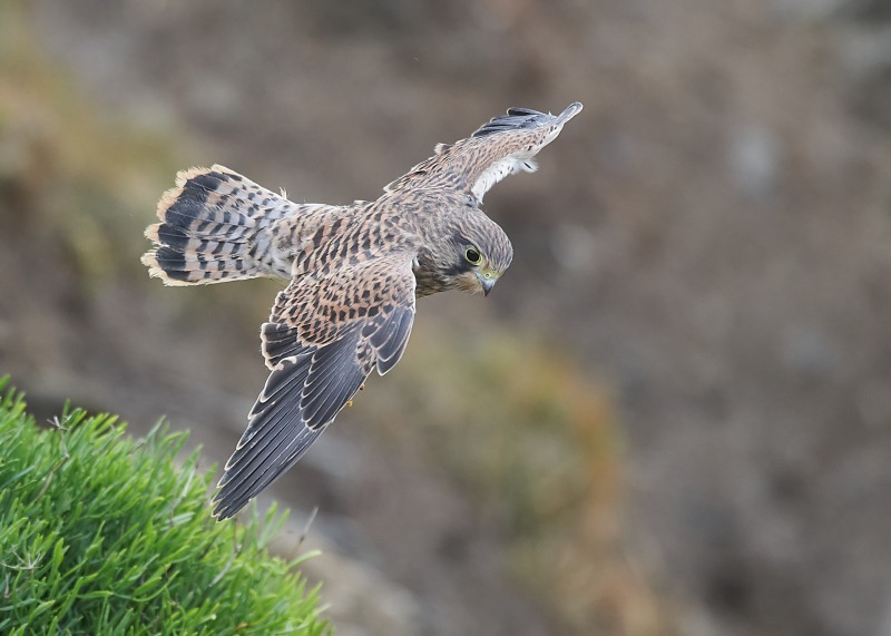 22 - Kestrel