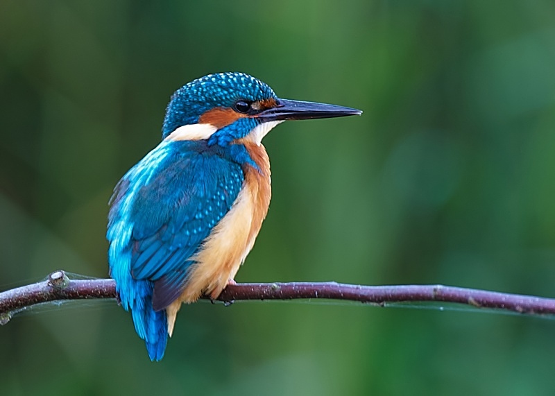 14 - Kingfisher