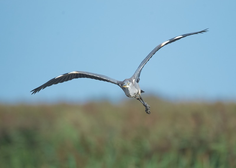3 - Grey Heron