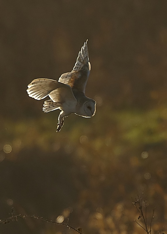 40 - Barn Owl