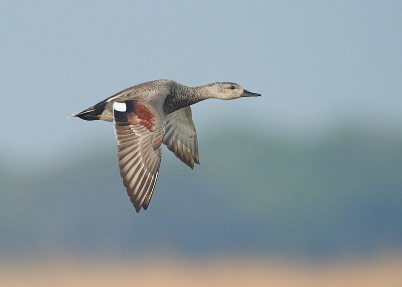 10 - Gadwall