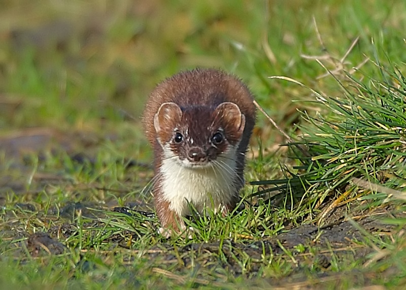 3 - Stoat