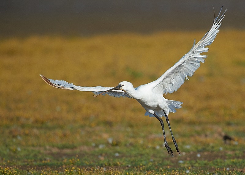 10 - Spoonbill