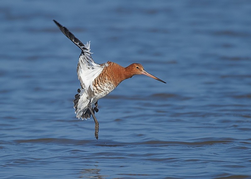 18 - Black-tailed Godwit