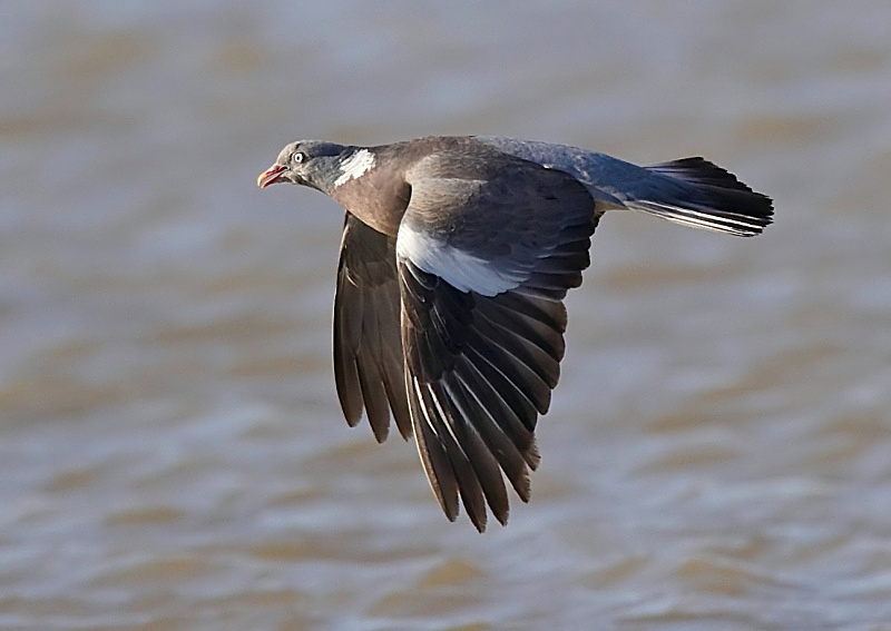 8 - Woodpigeon