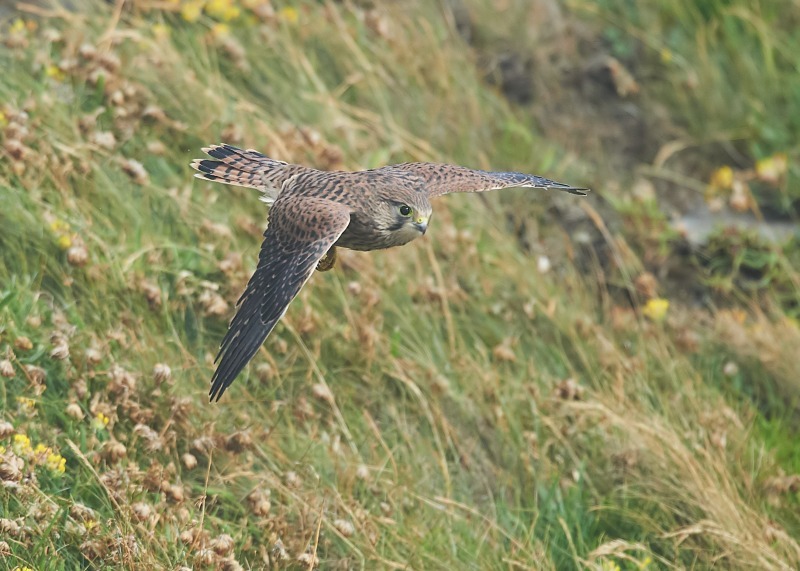 27 - Kestrel