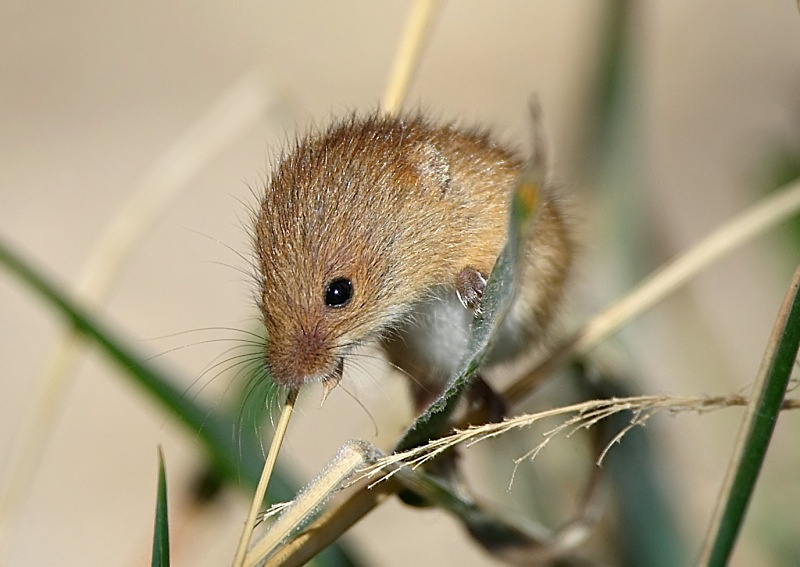 1 - Harvest Mouse