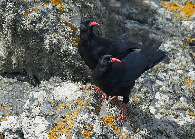 6 - Chough