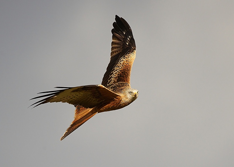 17 - Red Kite