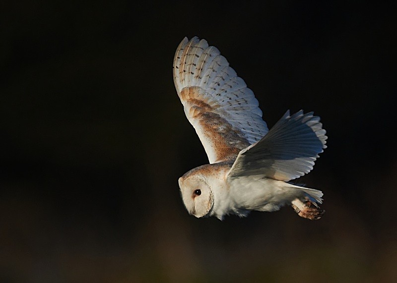 15 - Barn Owl