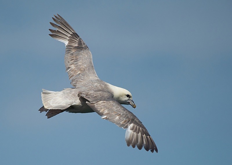 32 - Fulmar