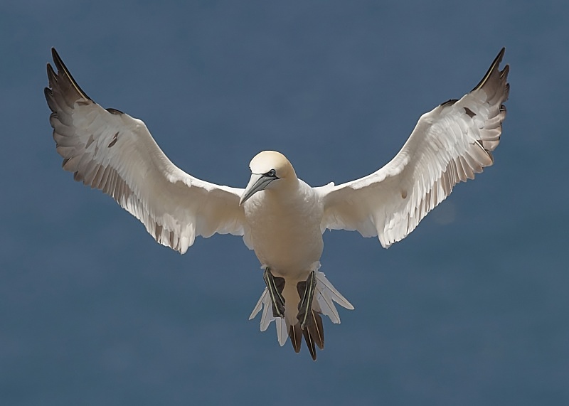 16 - Gannet