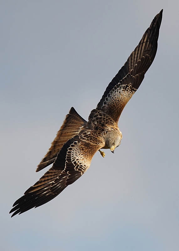 7 - Red Kite