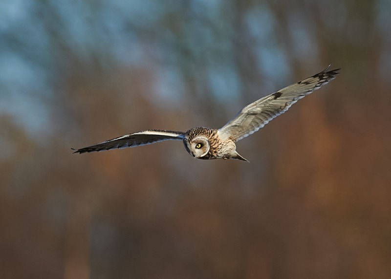20 - Short-eared Owl
