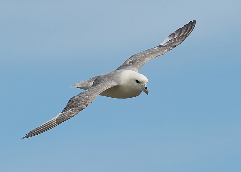 24 - Fulmar