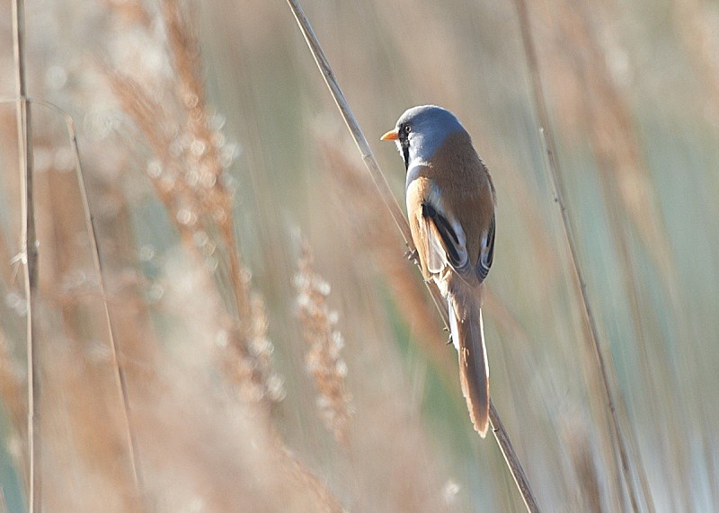 8 - Bearded Tit