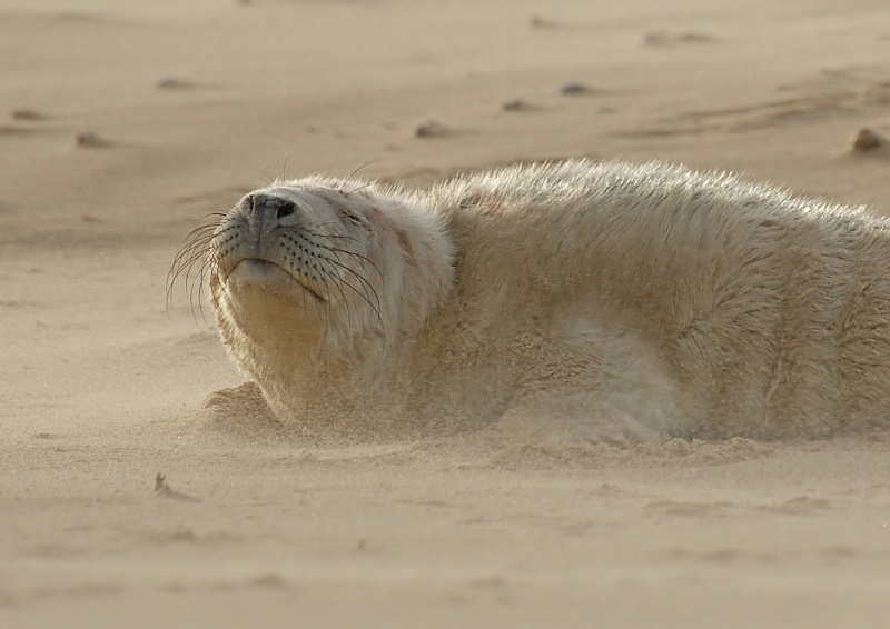 23 - Grey Seal