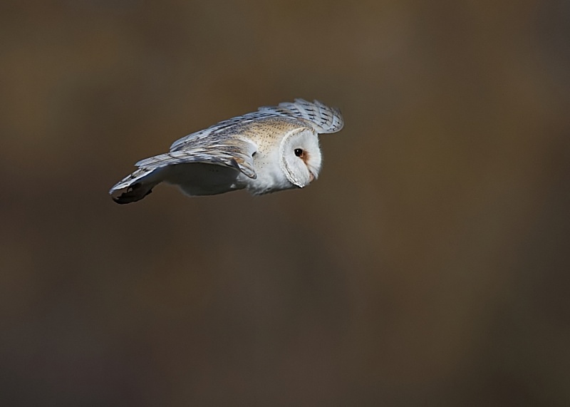 20 - Barn Owl