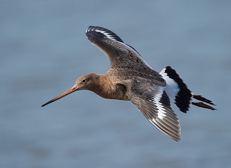 27 - Black-tailed Godwit