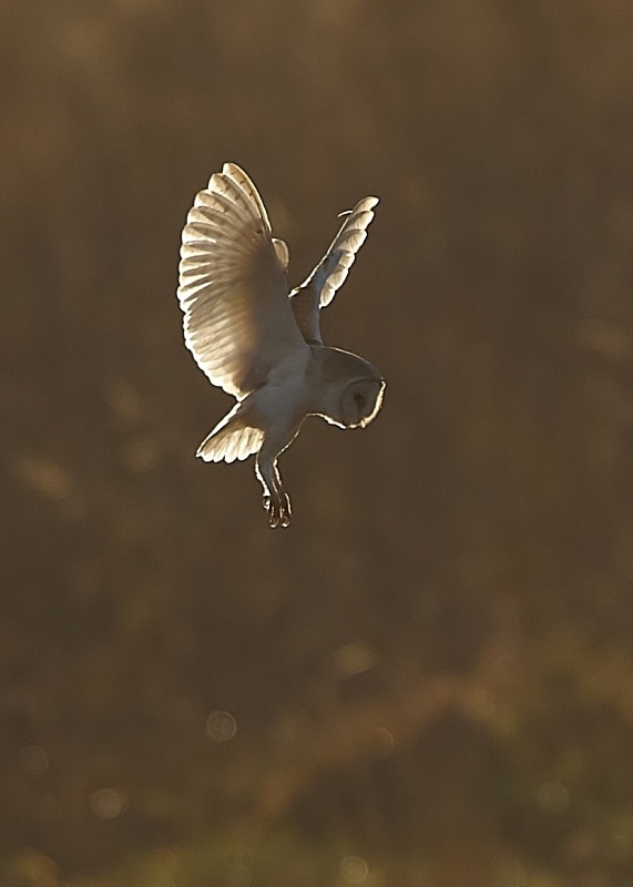 38 - Barn Owl