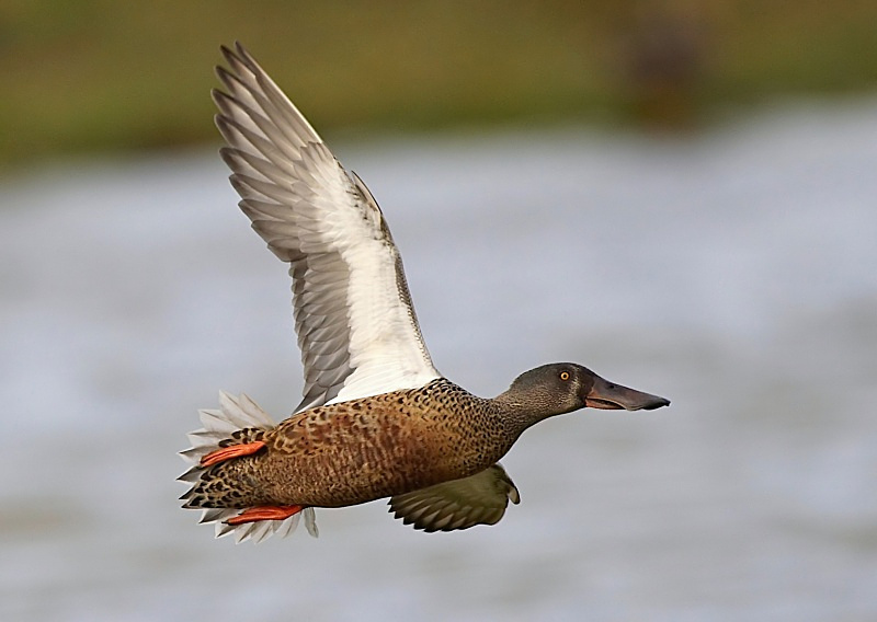 16 - Shoveler