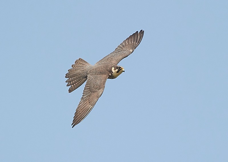 1 - Hobby