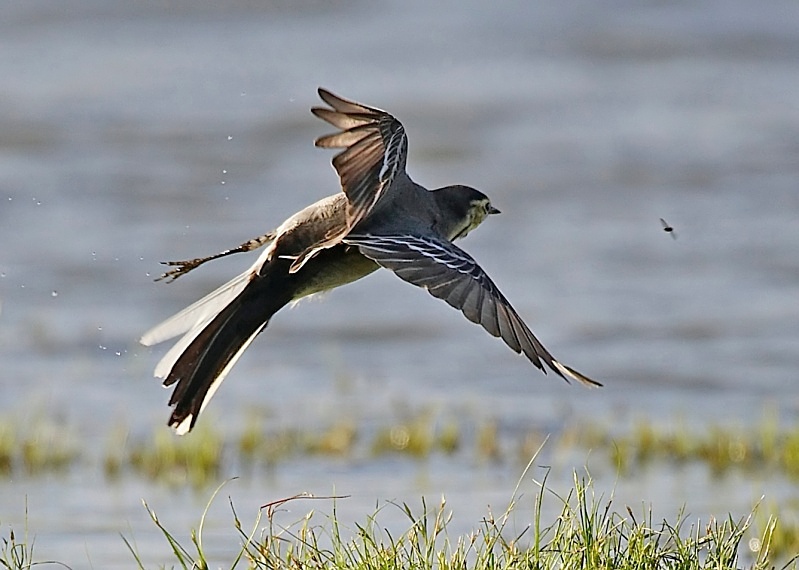9 - Pied Wagtail