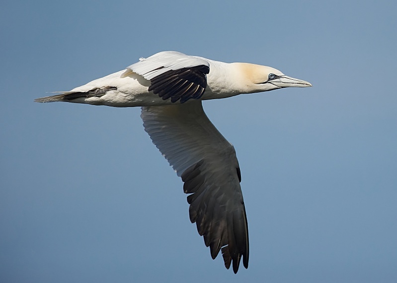 29 - Gannet