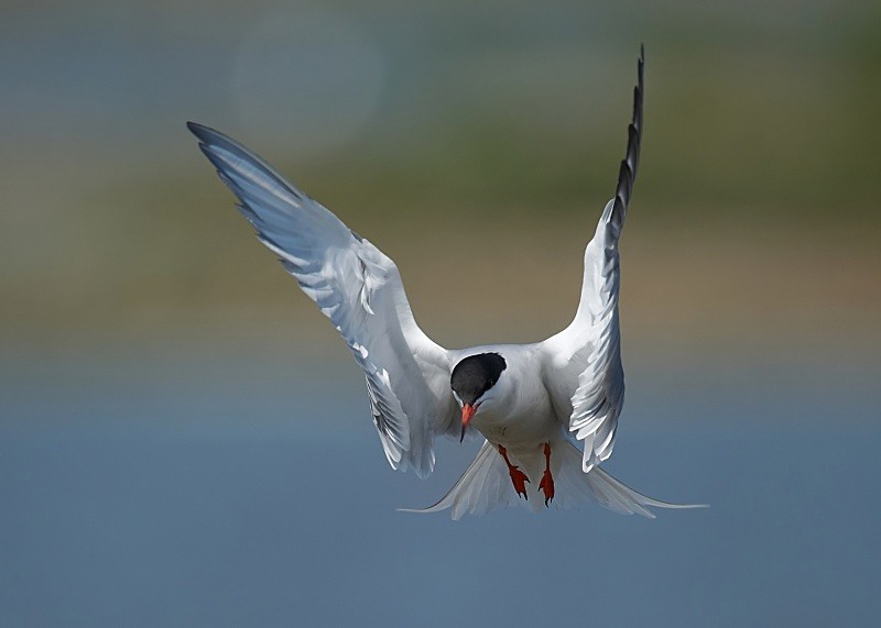 10 - Common Tern