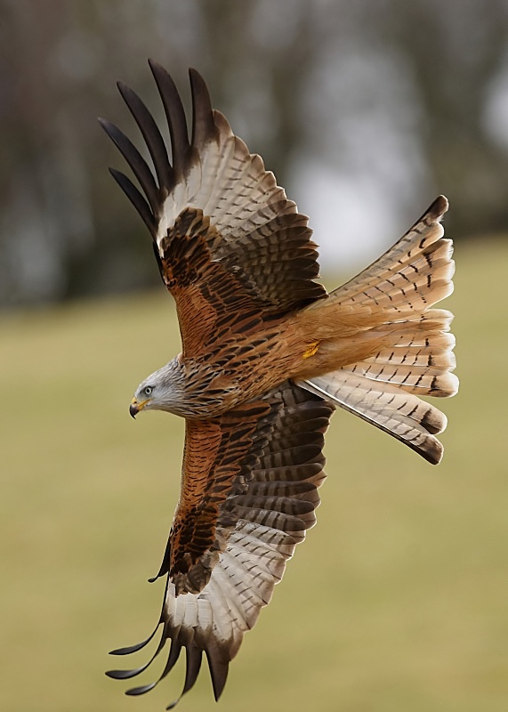 5 - Red Kite