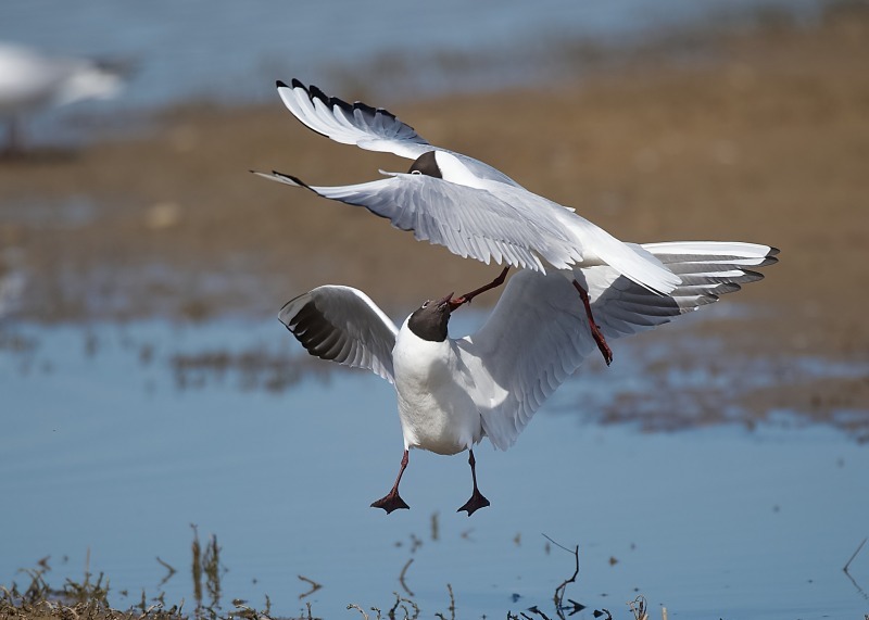2 - Black-headed Gull
