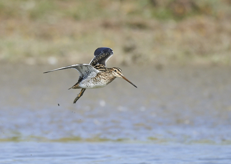 1 - Snipe