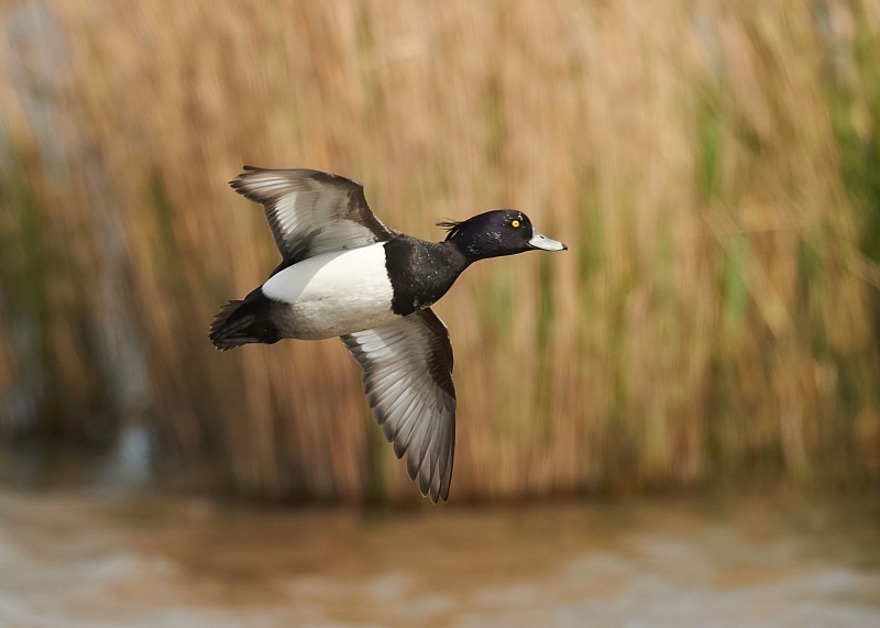 7 - Tufted Duck