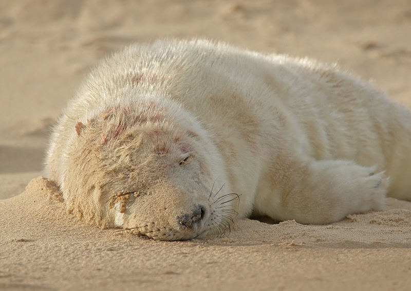 25 - Grey Seal