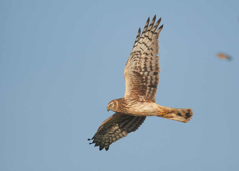 3 - Hen Harrier