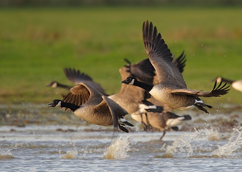 9 - Canada Goose