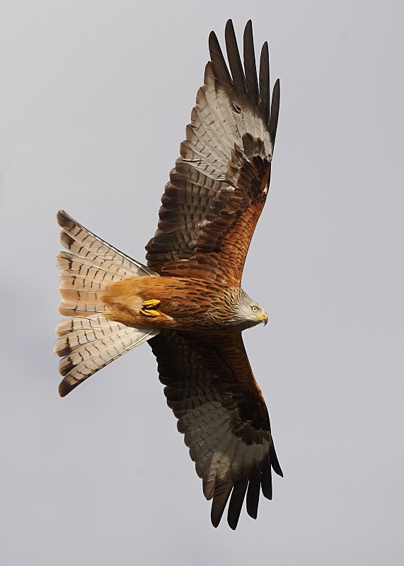 19 - Red Kite