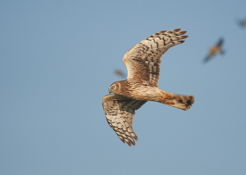 5 - Hen Harrier