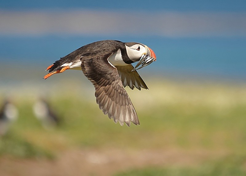 25 - Puffin