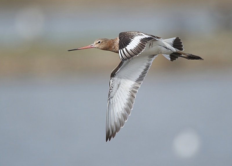 20 - Black-tailed Godwit
