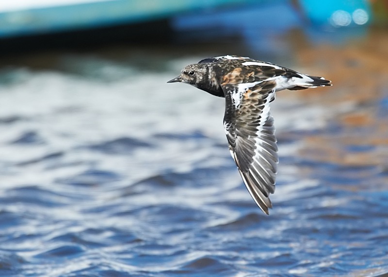 6 - Turnstone