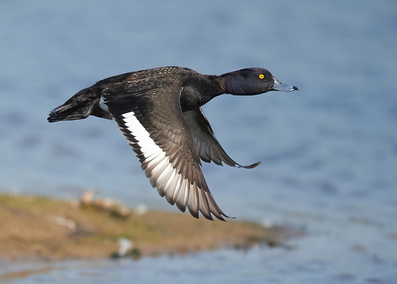 1 - Tufted Duck